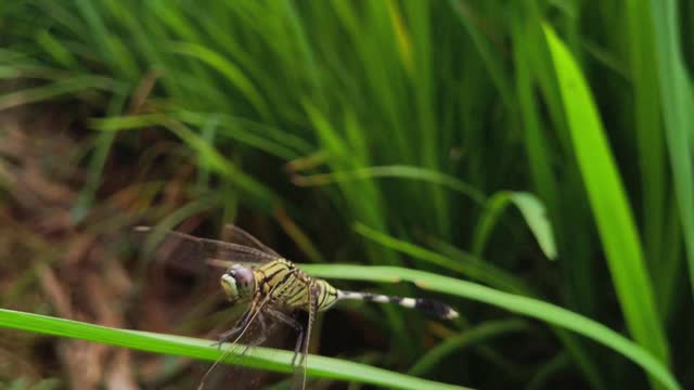 The Majestic World of Dragonflies