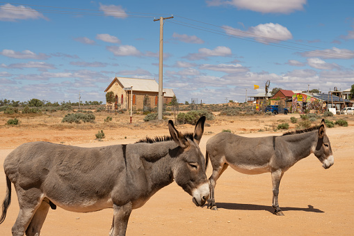 Two donkeys with Wesleyan Methodist Church in the back ground in Silverton, New South Wales. Blue sky with white, fluffy clouds