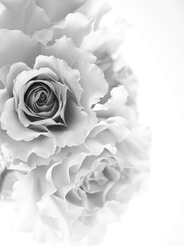 monochrome roses on white background.