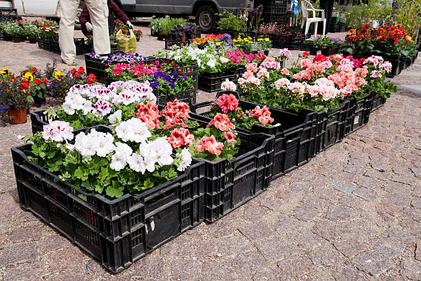 istock Spring flowers in boxes on the market 148087082