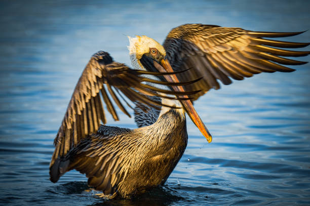 istock Pelicans on the Water 1480870942