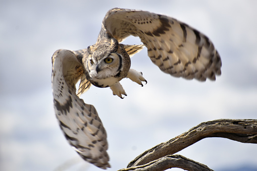 flying toward cameragreat-horned owlgreat horned owl flying toward camera, springtime