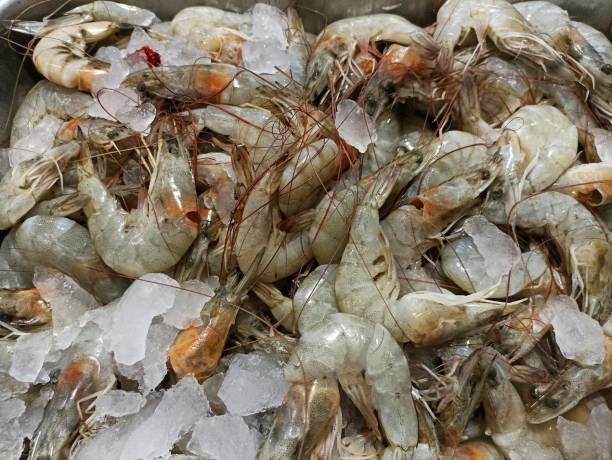 istock Fresh shrimp at the market 1480874811