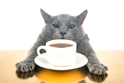 gray cat sits at a table near a white cup with black hot coffee. homemade breakfast concept with favorite animal