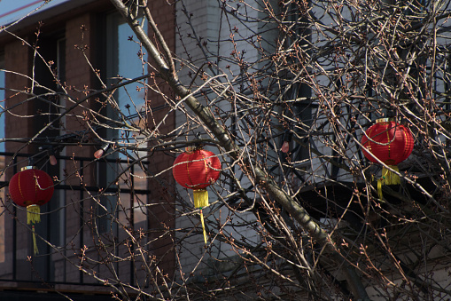 Red lanterns behind bare branches at Fisgard street, Victoria, British Columbia