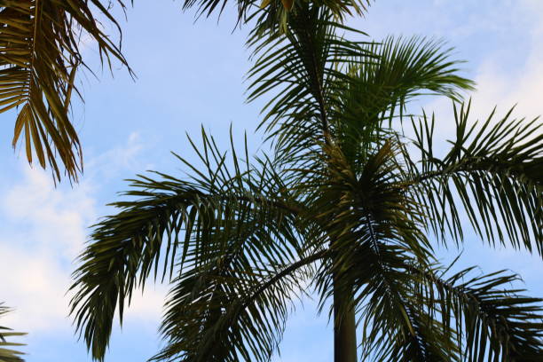 istock Only Palm Trees Fill the Scene. Blue Sky in the Background 1480877189