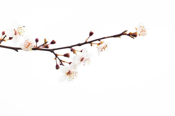 istock Blooming plum branch in spring. White flowers on a branch on a white background 1480878908