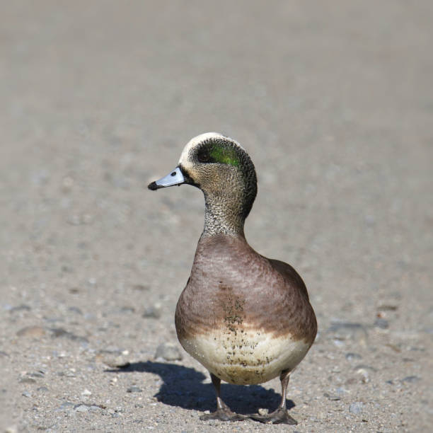 istock American Wigeon (male) (anas americana) walking toward the camera 1480880160