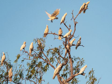 A Galah, Eolophus roseicapilla, parrot with crest erect perched on an outback Australian tree branch at billabong in Australia.