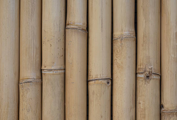 Large natural colored bamboo stalks vertically in a row background and wallpaper texture