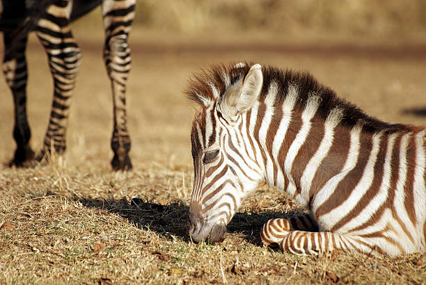 Wild comum zebra bebê pastando - foto de acervo