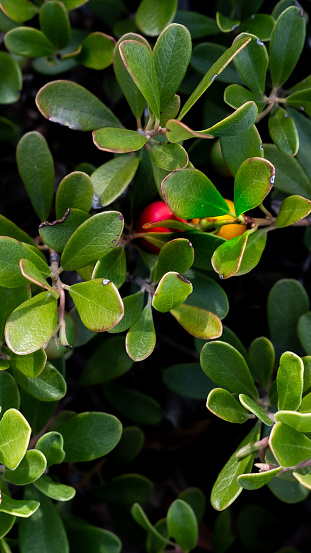 Red and yellow berries in a green leafy plant.