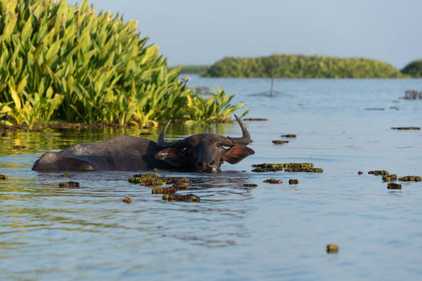 Water buffalo in tropical swamp Water buffalo in tropical swamp at Thalae noi ,Phatthalung, Southern Thailand. phatthalung province stock pictures, royalty-free photos & images