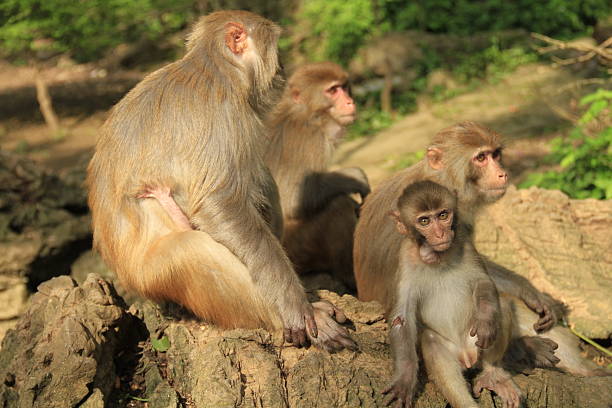 istock Macaques Family Sitting on the rock 148088630