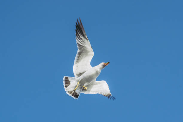 istock white bird flying in the blue sky 1480887118