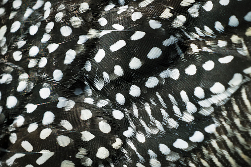 black and white dot pattern and bird feather texture