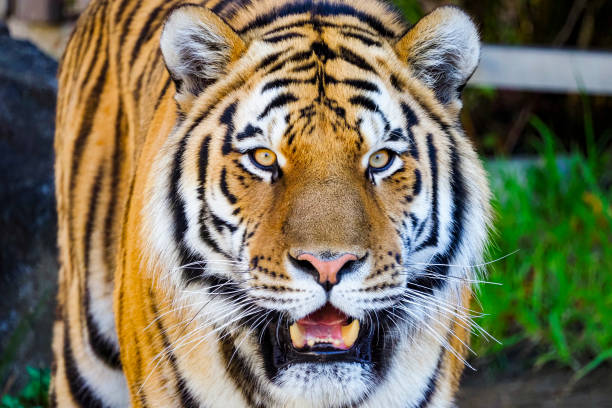 istock Portrait of a tiger kept in a zoo 1480887304