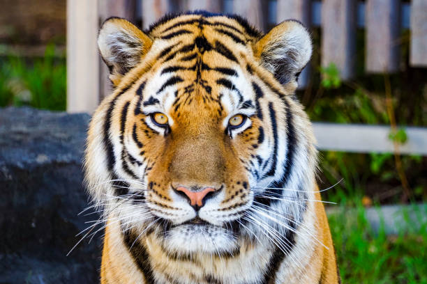 istock Portrait of a tiger kept in a zoo 1480887313