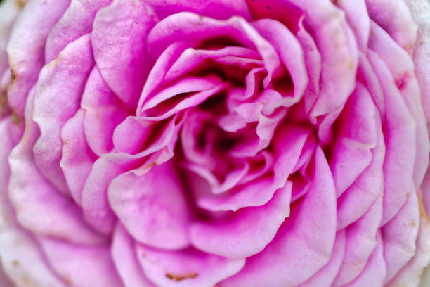 Pink roses and background material