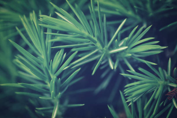 istock Green leaves and background material 1480887525