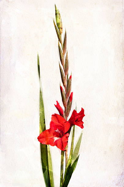 ilustrações, clipart, desenhos animados e ícones de aquarela red gladíolo - gladiolus flower floral pattern single flower