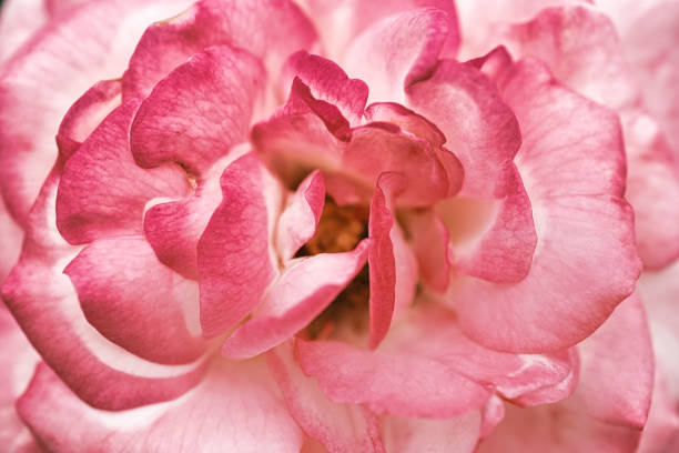 Pink flowers and background material