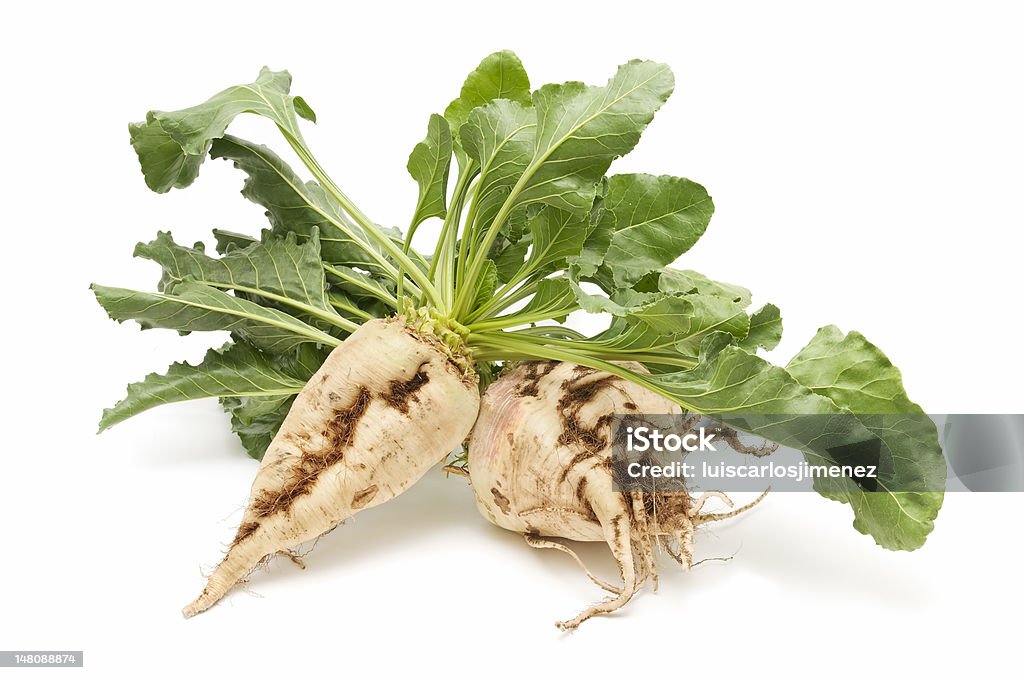 Two sugar beets on white background freshly harvested sugar beet on white background Sugar Beet Stock Photo