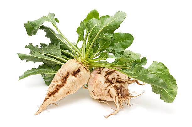 Two sugar beets on white background freshly harvested sugar beet on white background beta vulgaris stock pictures, royalty-free photos & images