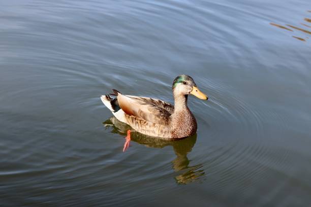 istock A Curious Juvenile Male Mallard Duck 1480892062