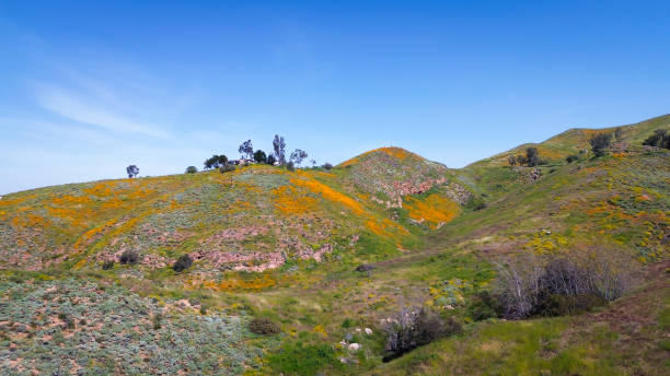 istock Spring Poppies in Southern California 1480892123