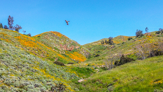 A hummingbird hovers over the hillside. Spring poppies are in abundance. The wet spring rains have created an explosion of color along the hills of Southern California.