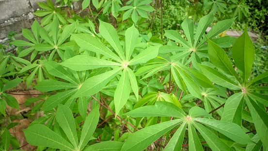cassava plant with fresh green parts of cassava leaves thrives on a plantation in Southeast Asia - Spring
