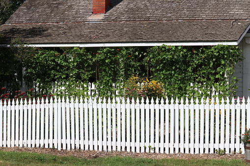 Outdoor summer image of the fresh green back garden outside a small cottage with wood shingles, a brick chimney and a white picket fence.