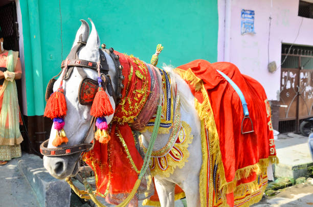 Hindu Wedding Ghodi Decoration Wedding Barat Horse Costumes Designer Red & Gold Horse Costume