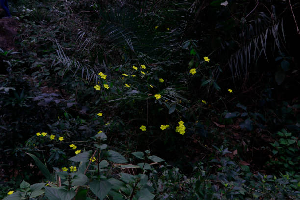 istock Yellow flowers in the forest at night. Selective focus and blurred background. 1480895437