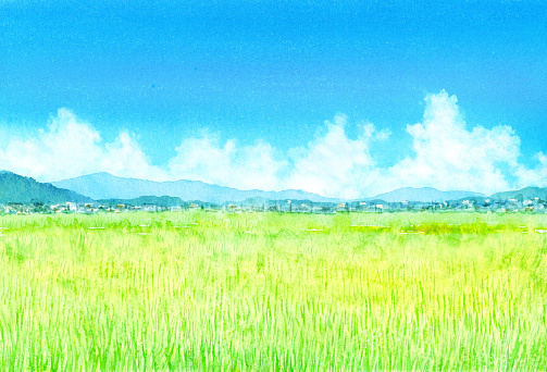 Watercolor illustration of summer rice field landscape