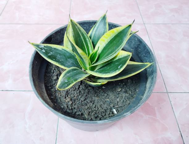 istock Sansevieria Trifasciata Plant 1480896276