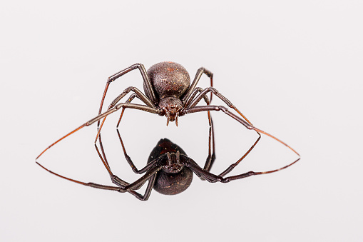 Australian Female Redback Spider walking towards the photographer with reflection on white perspex - arachnid, latrodectus mactans, close up of fangs and eyes