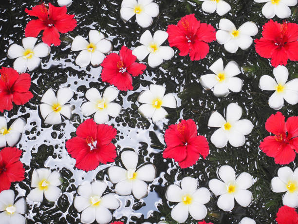 istock Beautiful flowers floating on water at Spa. 1480898256