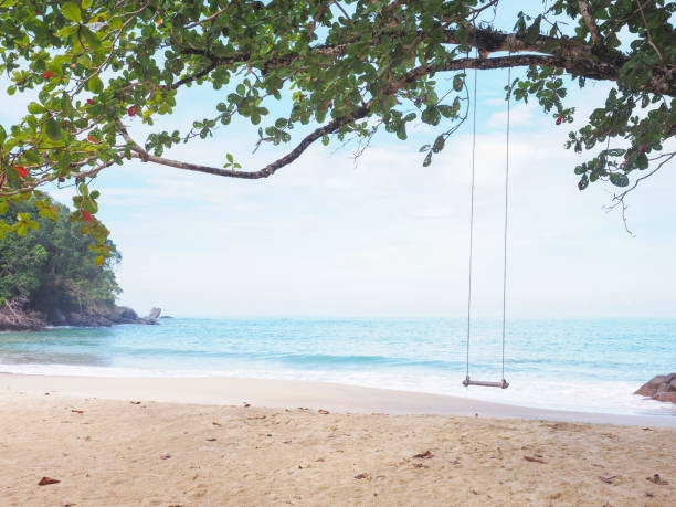 istock wooden swing hanging under big tree on the beach. 1480898257