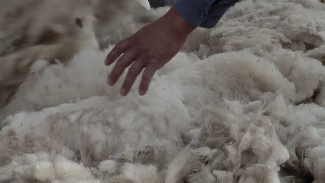 Sheep Shearing and Sorting of Wool, Men Sorting Wool on a Farm in Catamarca Province, Argentina. Low Angle View.