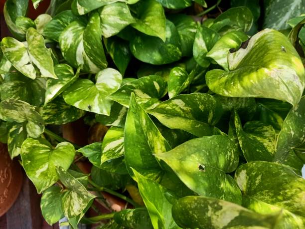 istock Close up view of ceylon creeper plant 1480900125