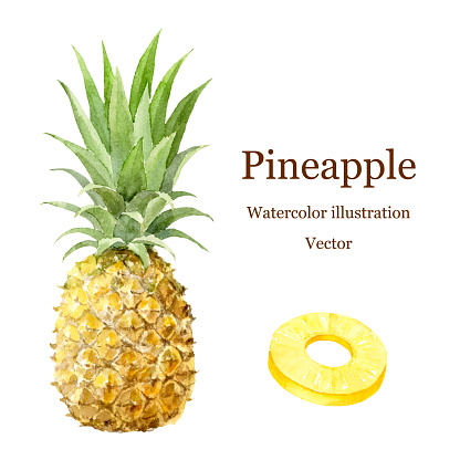 Vector illustration of pineapple set painted by watercolor