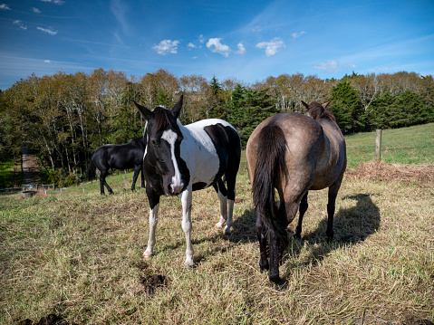 Horse portrait at farm