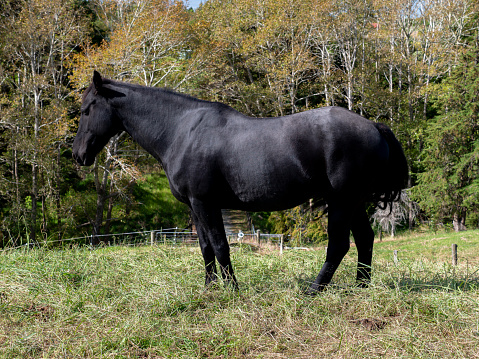 Bay stallion of Ukrainian riding breed and black stallion of Russian riding breed