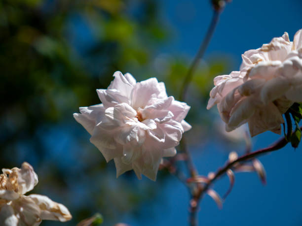 White flower close up view