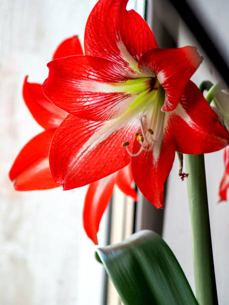 istock big red delicate beautiful amaryllis flower, macro 1480902699