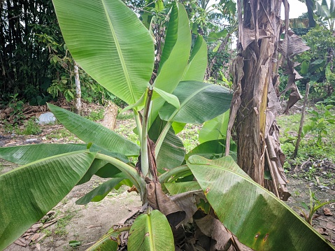a row of banana trees growing on a plantation on the island of Bangka Belitung