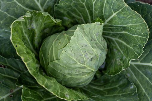 Close-up of Cabbage in the Field