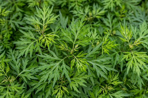 Close-up of mugwort in the field